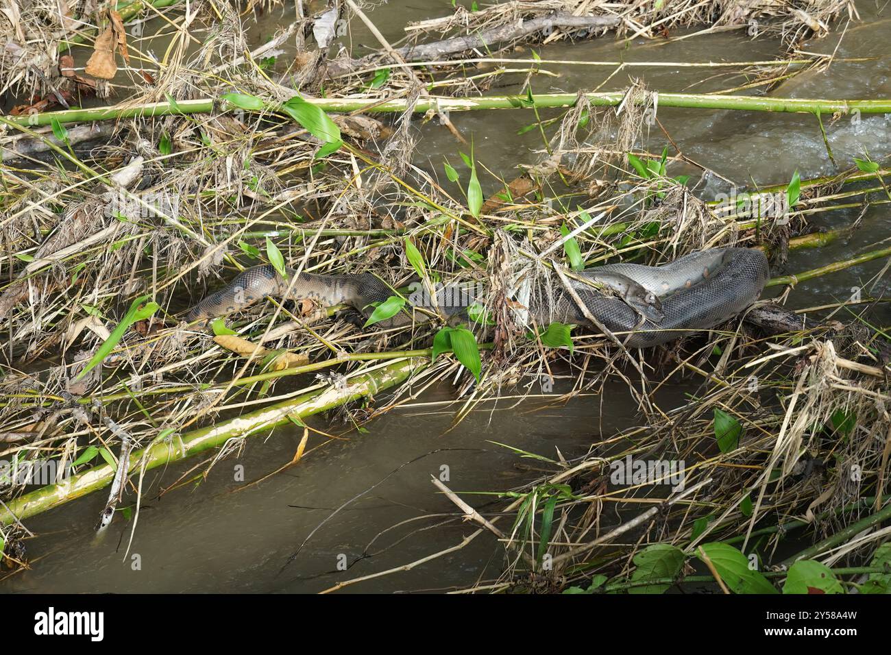 Green anaconda, giant anaconda, Große Anakonda, grand Anaconda ...