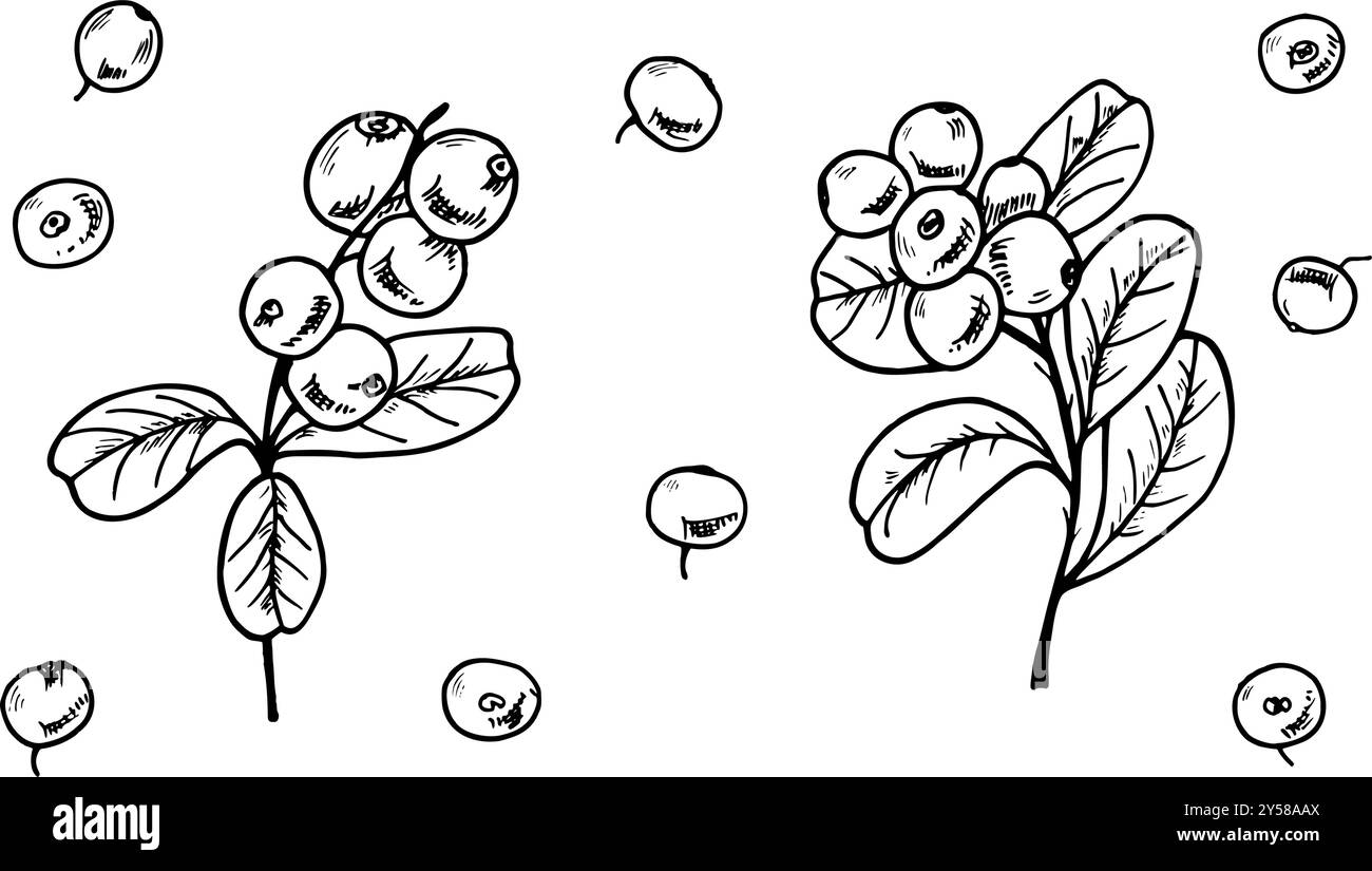 Cranberries on branches with leaves and single berries vector isolated illustration clip art. Etching drawing of cowberries for the design Stock Vector