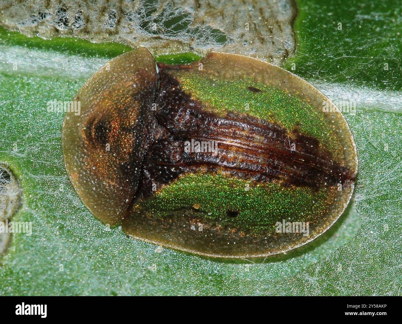 (Cassida vibex) Insecta Stock Photo - Alamy