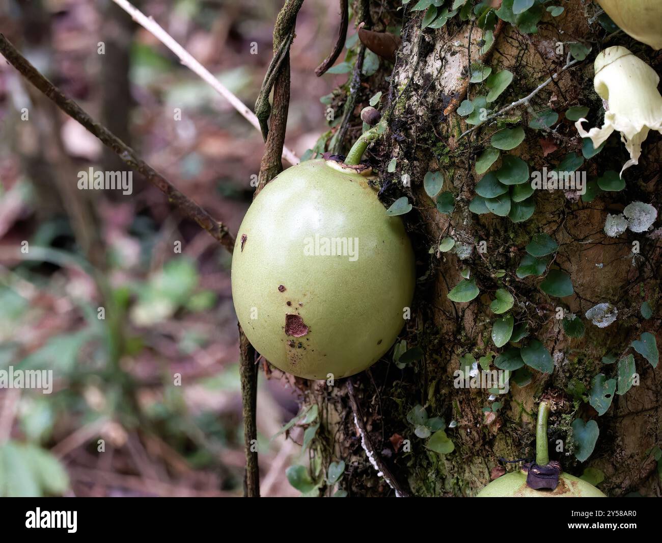 calabash tree, Kalebassenbaum, calebassier, Crescentia cujete, Yasuní ...