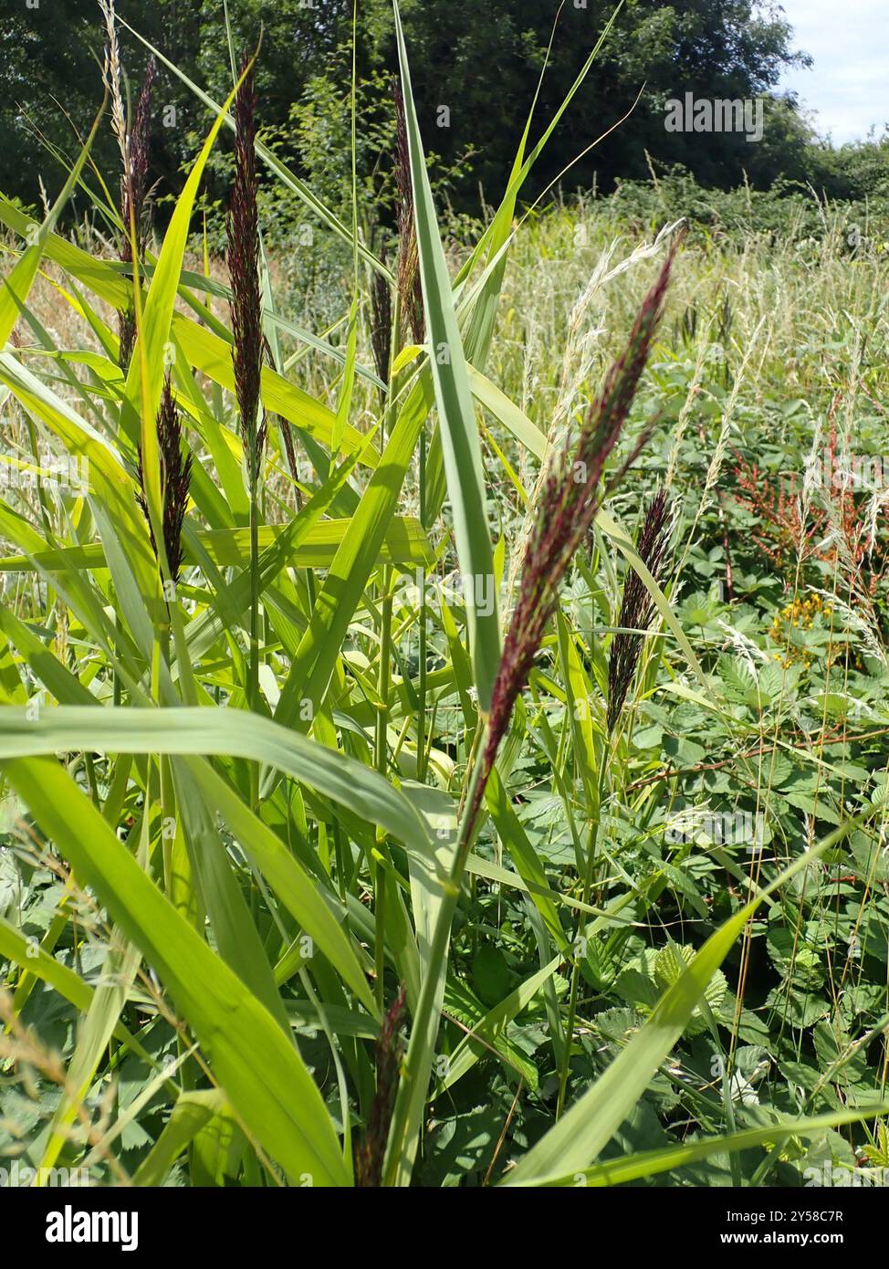 common reed (Phragmites australis) Plantae Stock Photo - Alamy
