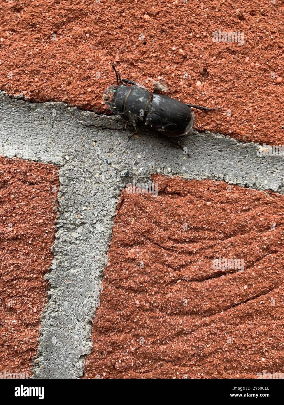 Lesser Stag Beetle (Dorcus parallelipipedus) Insecta Stock Photo - Alamy