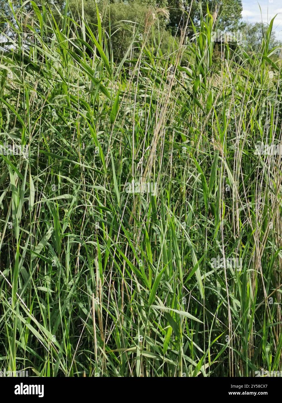 common reed (Phragmites australis) Plantae Stock Photo - Alamy