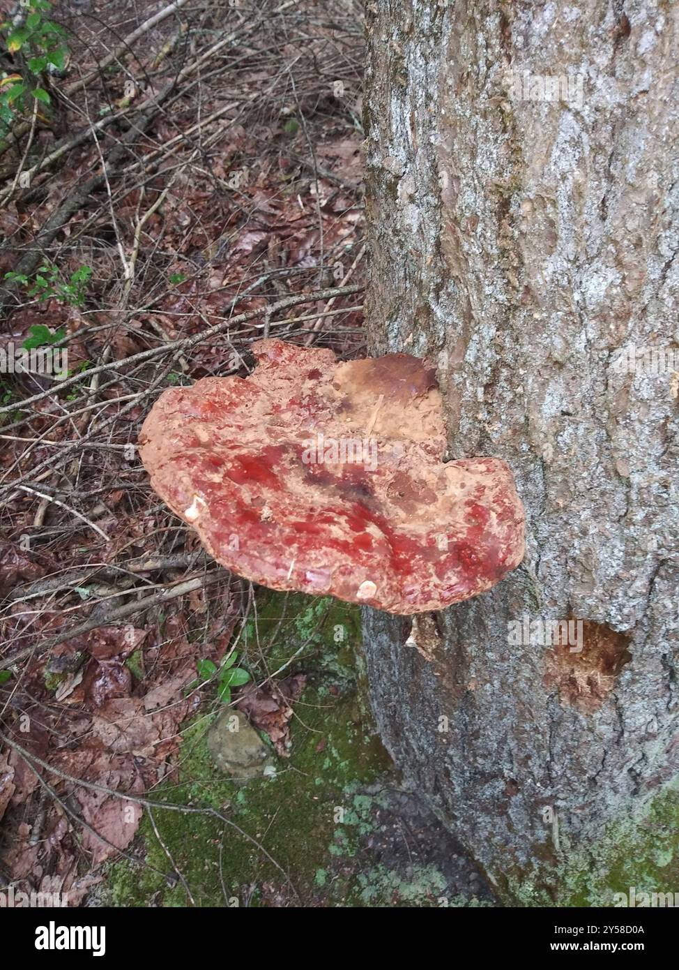 artist's bracket (Ganoderma applanatum) Fungi Stock Photo - Alamy