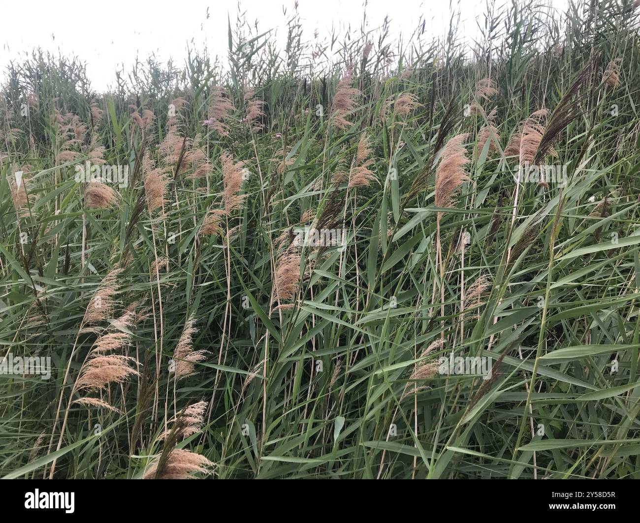 common reed (Phragmites australis) Plantae Stock Photo - Alamy