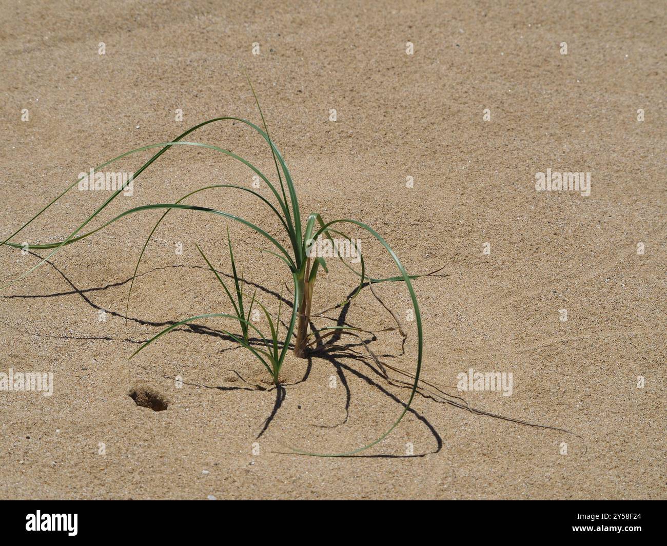 Ravan's Mustache (Spinifex littoreus) Plantae Stock Photo