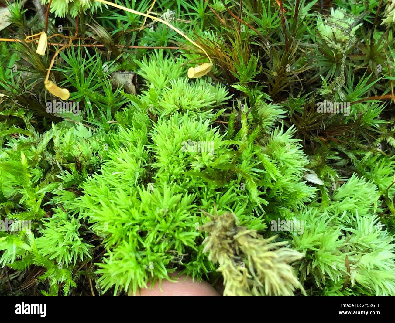 mosses (Bryophyta) Plantae Stock Photo - Alamy