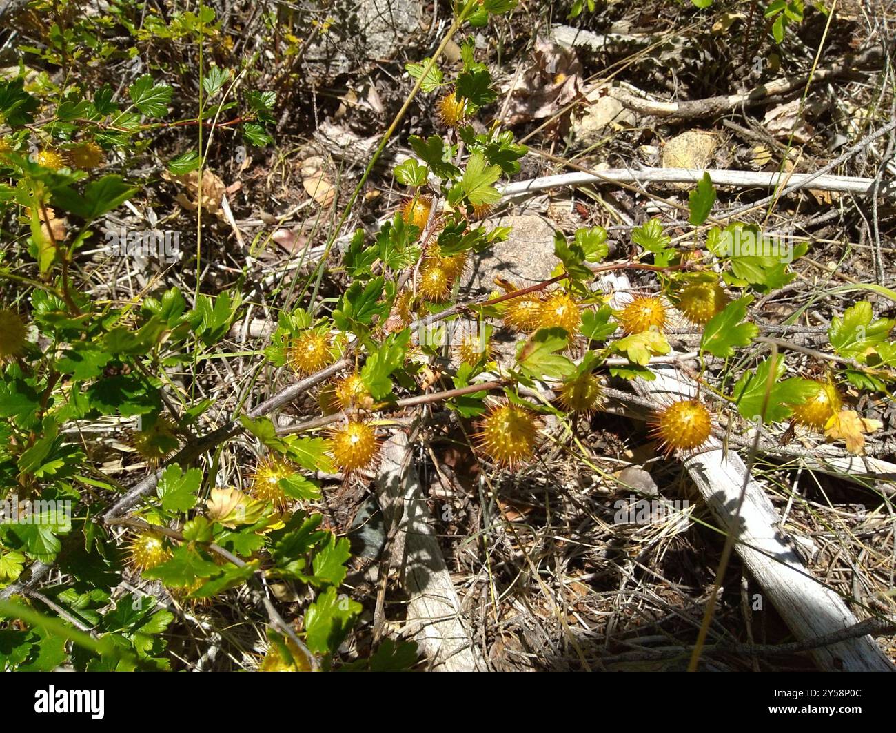 Sierra Gooseberry (Ribes roezlii) Plantae Stock Photo - Alamy