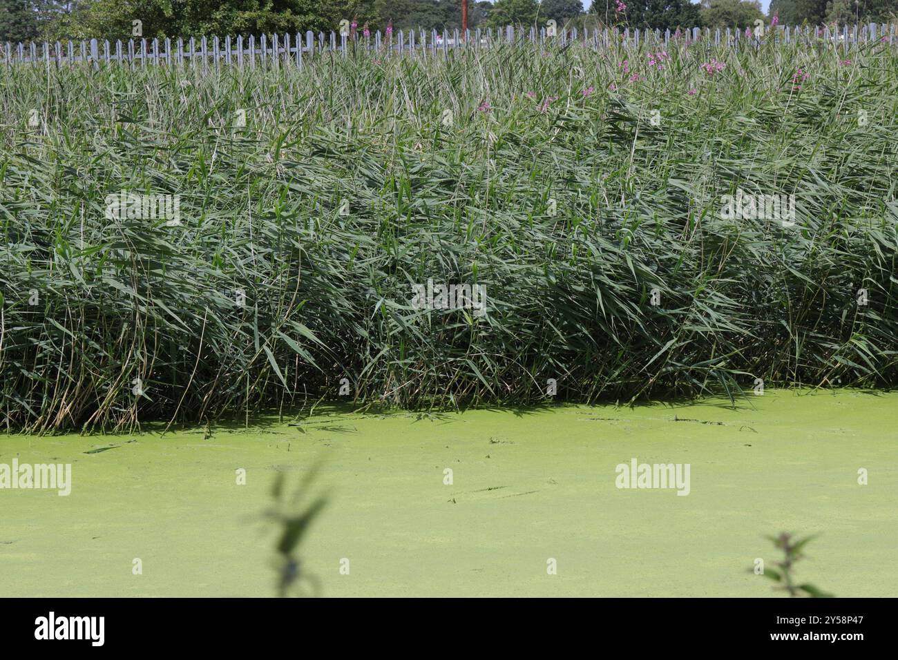 European reed (Phragmites australis australis) Plantae Stock Photo - Alamy