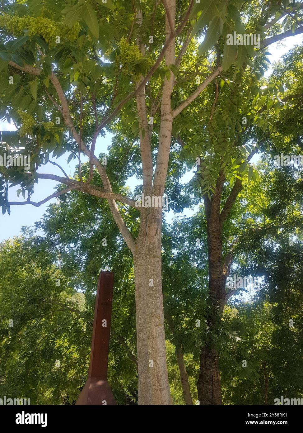 tree-of-heaven (Ailanthus altissima) Plantae Stock Photo - Alamy
