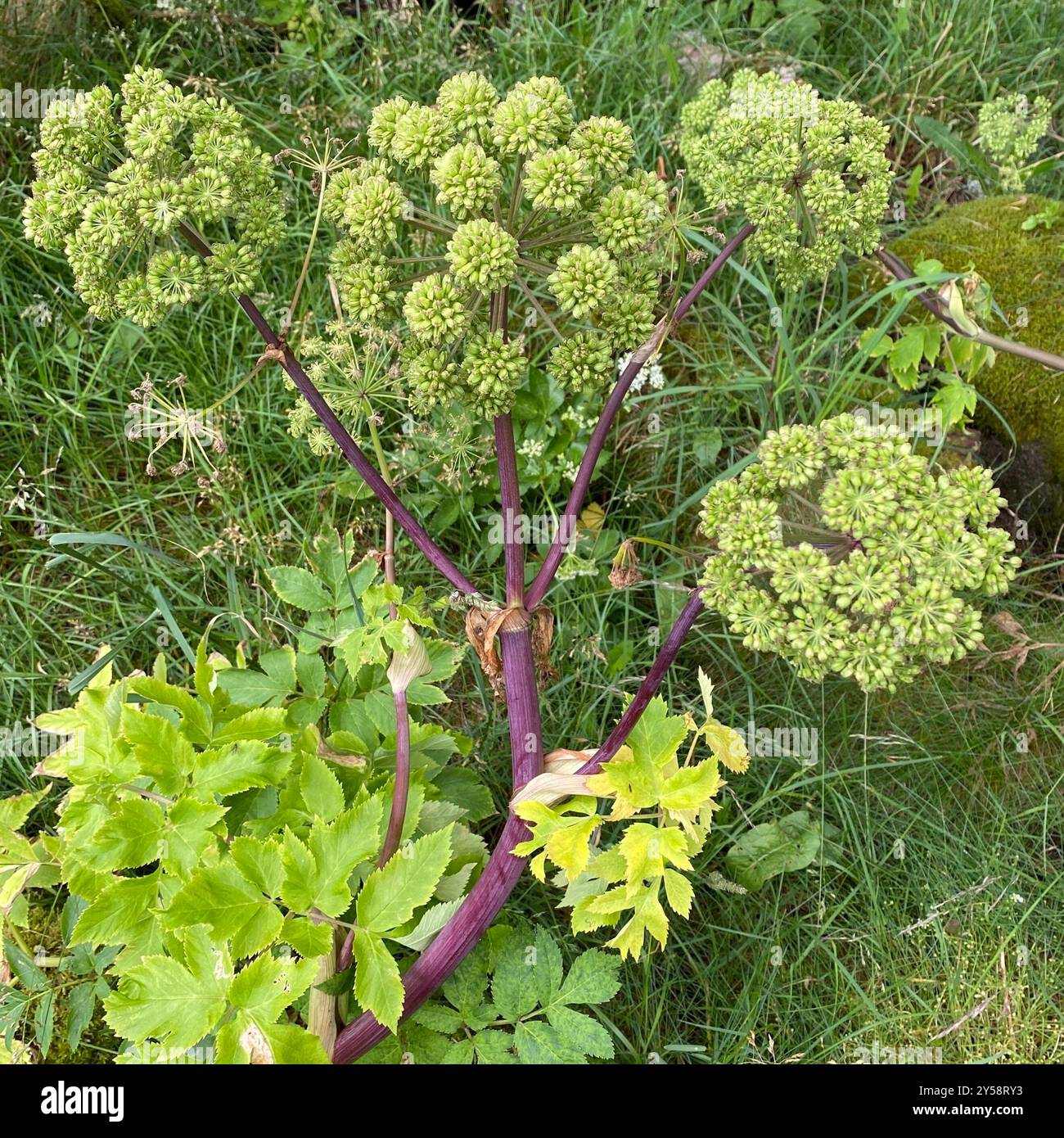 Angelica