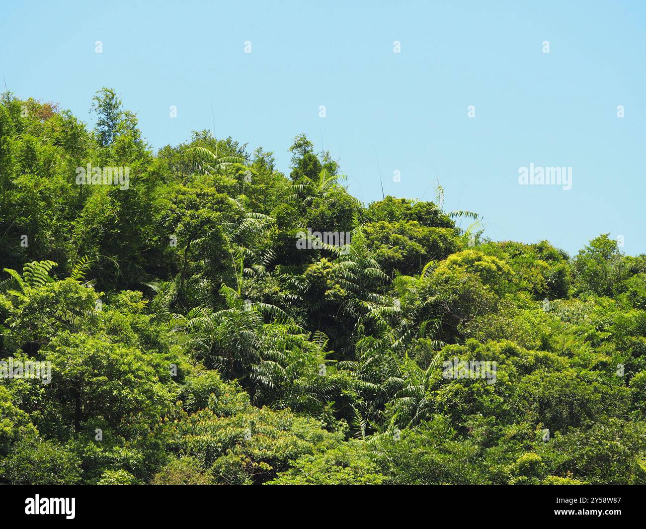 Calamus rotang hi-res stock photography and images - Alamy