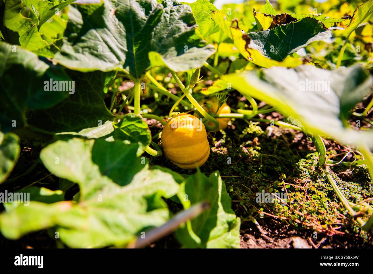Pumpkins growing in an outdoor garden in Texas Stock Photo - Alamy