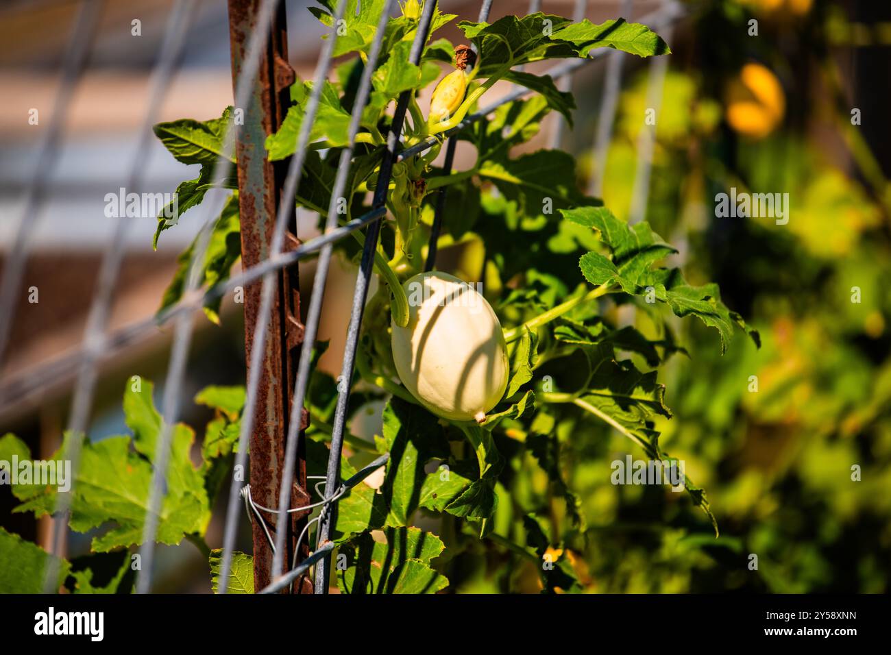 Pumpkins grow in a garden Stock Photo - Alamy
