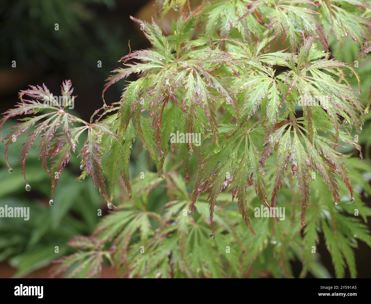Japanese maples hi-res stock photography and images - Alamy