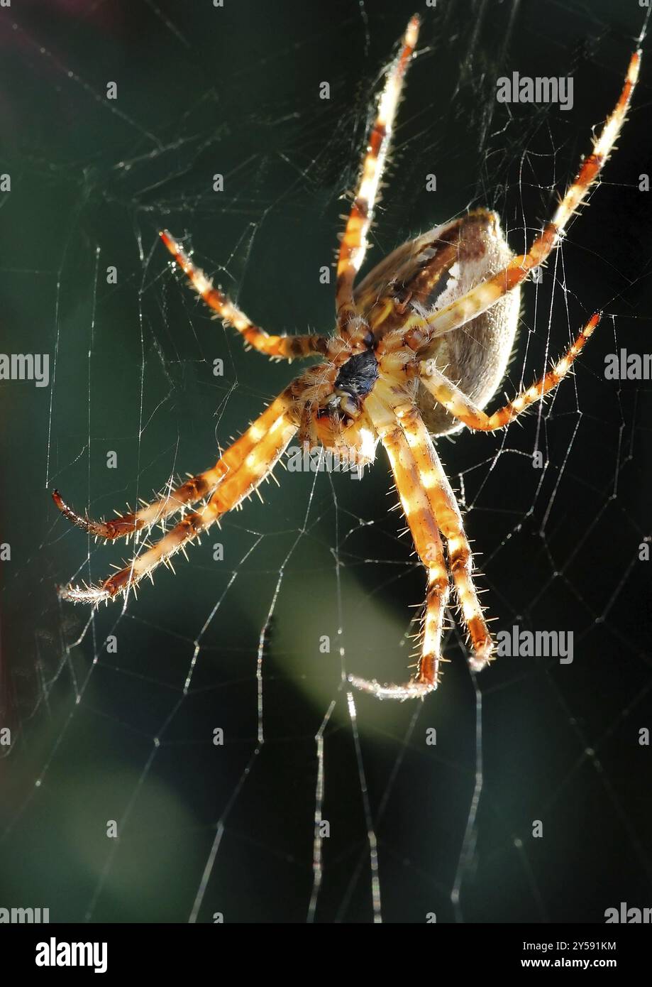 Garden cross spider against the light repairing its web Stock Photo - Alamy