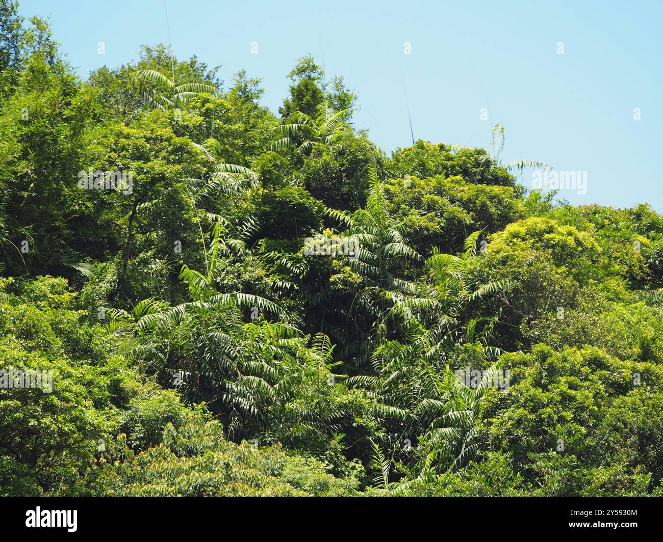 Calamus rotang hi-res stock photography and images - Alamy