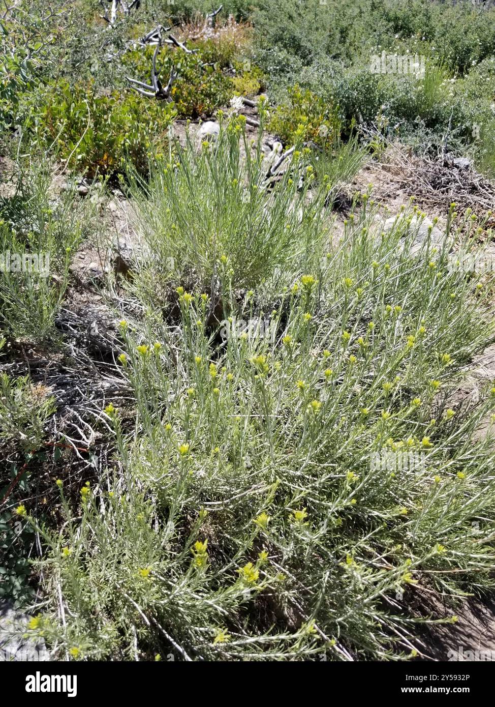 Rubber Rabbitbrush (Ericameria nauseosa) Plantae Stock Photo - Alamy