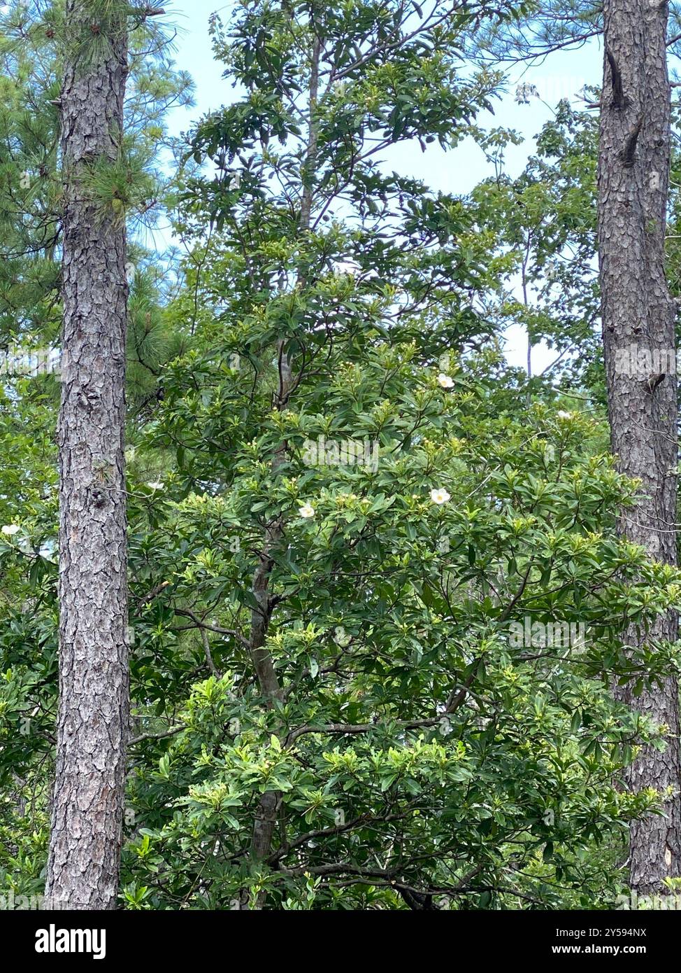 Loblolly bay (Gordonia lasianthus) Plantae Stock Photo - Alamy