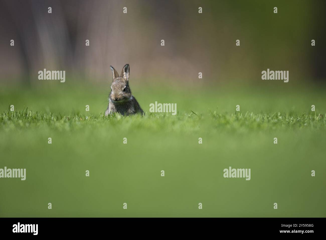 Rabbit crop hi-res stock photography and images - Alamy