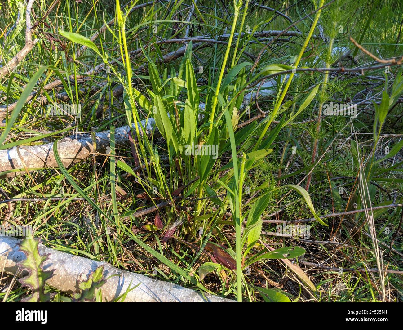 Small's ragwort (Packera anonyma) Plantae Stock Photo - Alamy