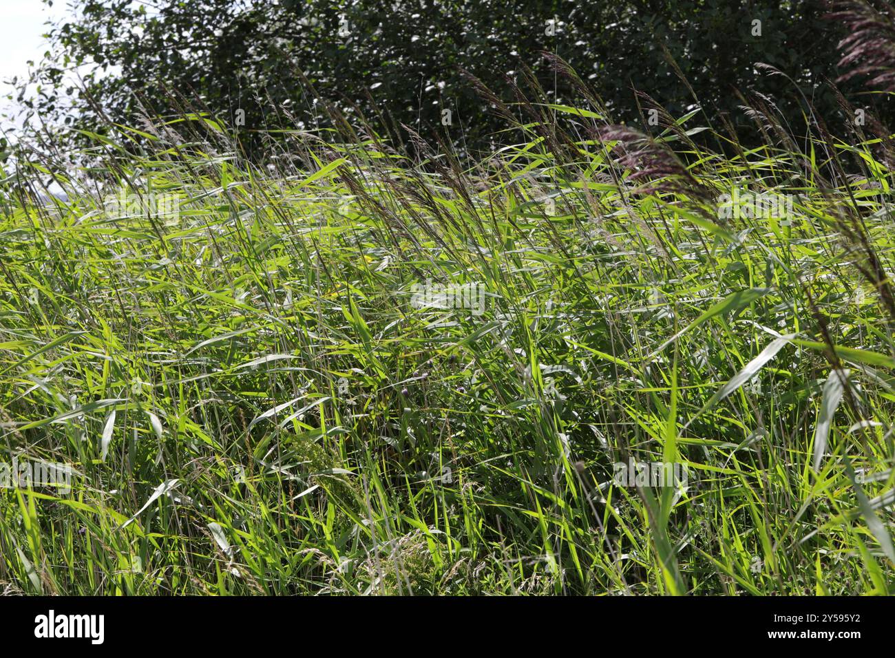 European reed (Phragmites australis australis) Plantae Stock Photo - Alamy