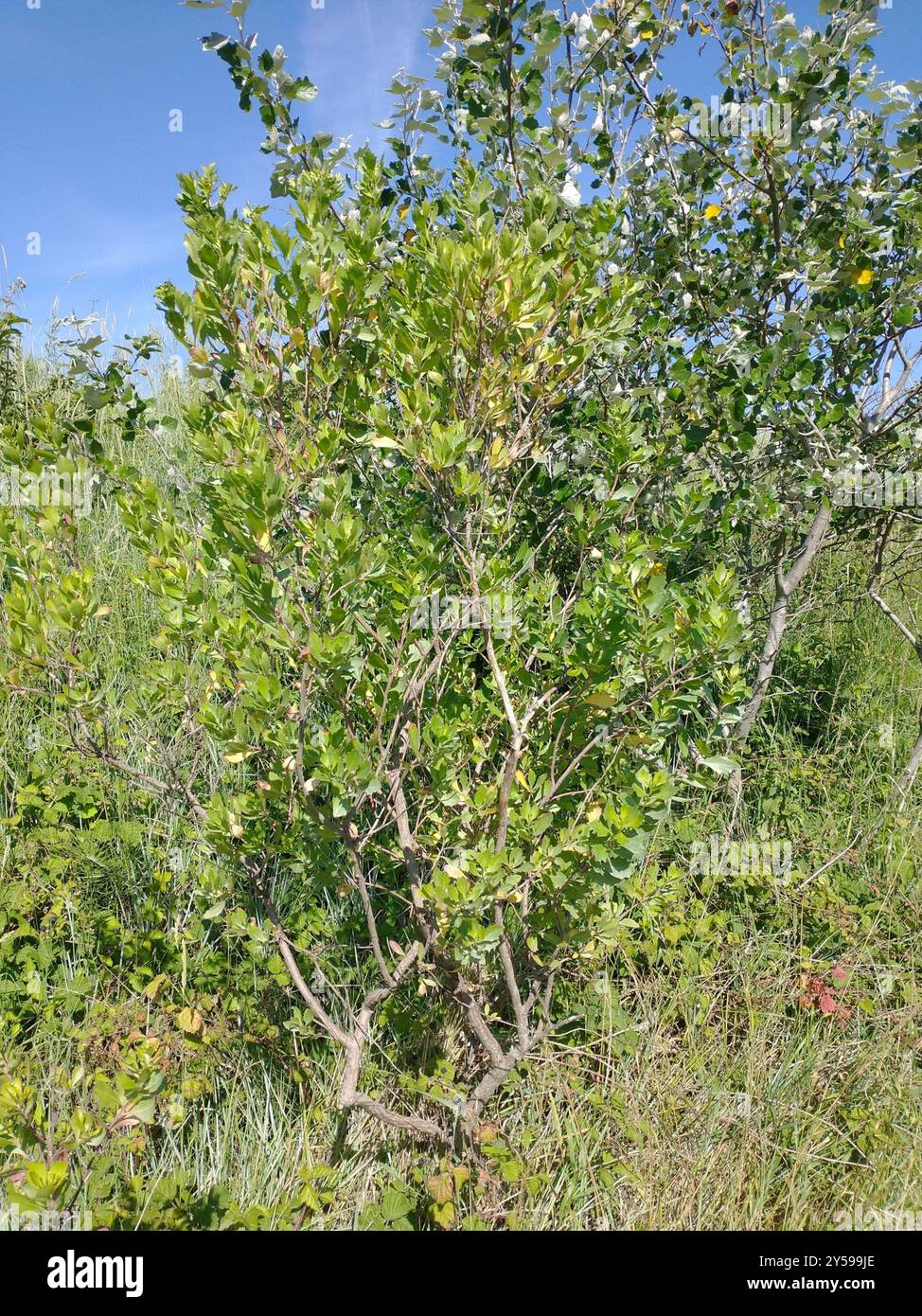 groundsel tree (Baccharis halimifolia) Plantae Stock Photo - Alamy