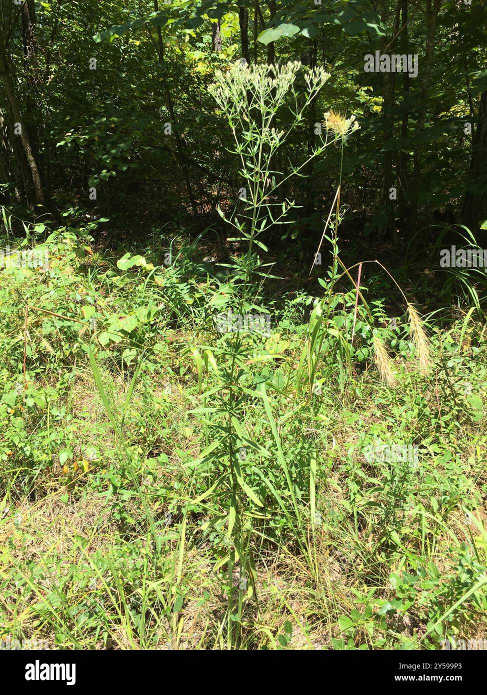 Torrey s Eupatorium Eupatorium Torreyanum Plantae Stock Photo Alamy torrey-s-eupatorium-eupatorium-torreyanum-plantae-stock-photo-alamy