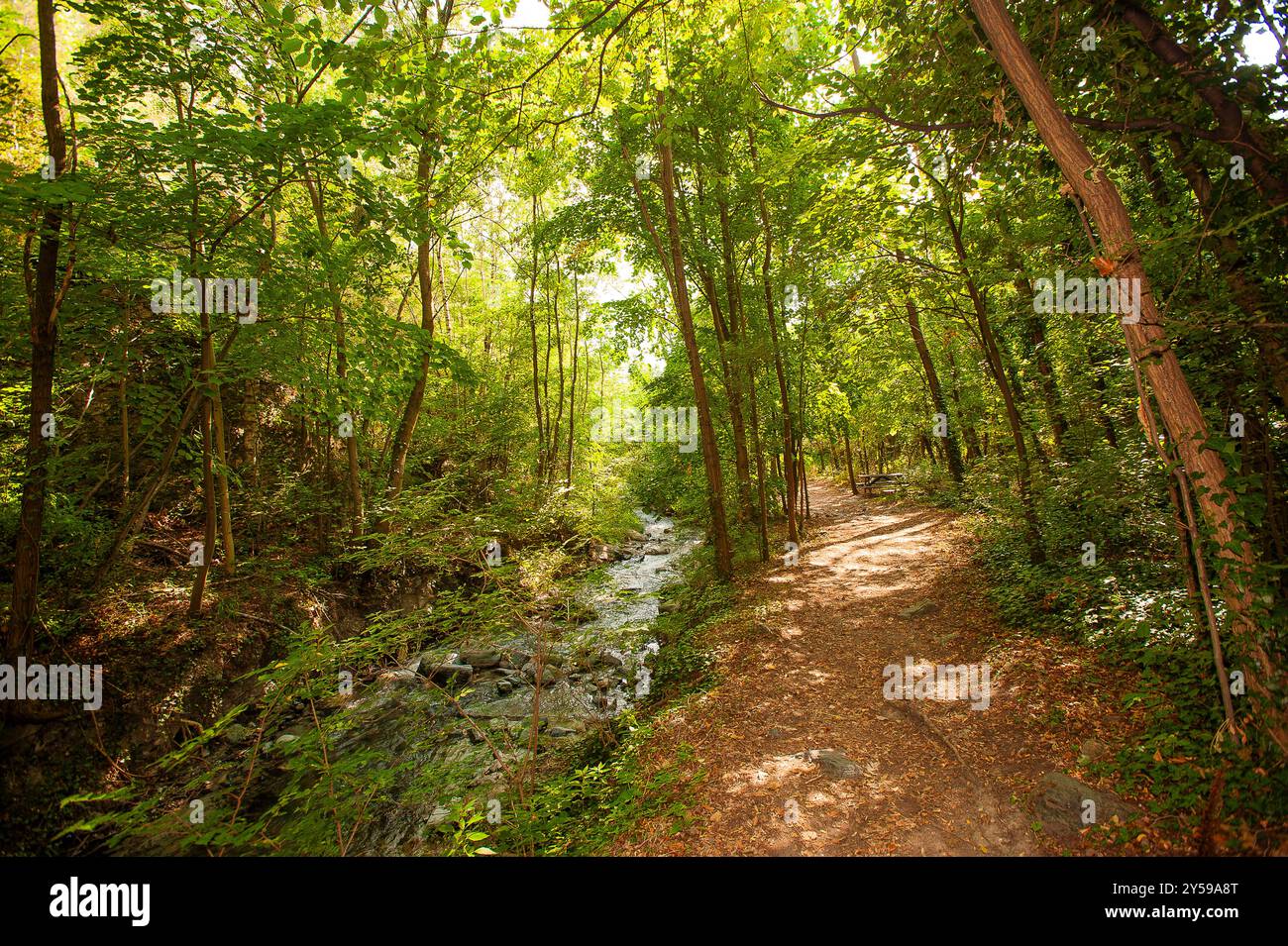 Sentiero di bosco hi-res stock photography and images - Alamy