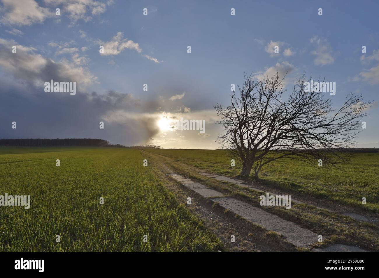 Field Field path with single tree and sunset Stock Photo - Alamy