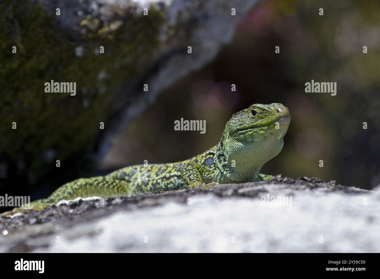 A pearl lizard sunbathing on a stone Stock Photo