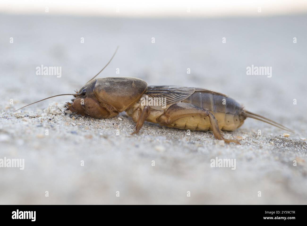 Side view of a mole cricket Stock Photo