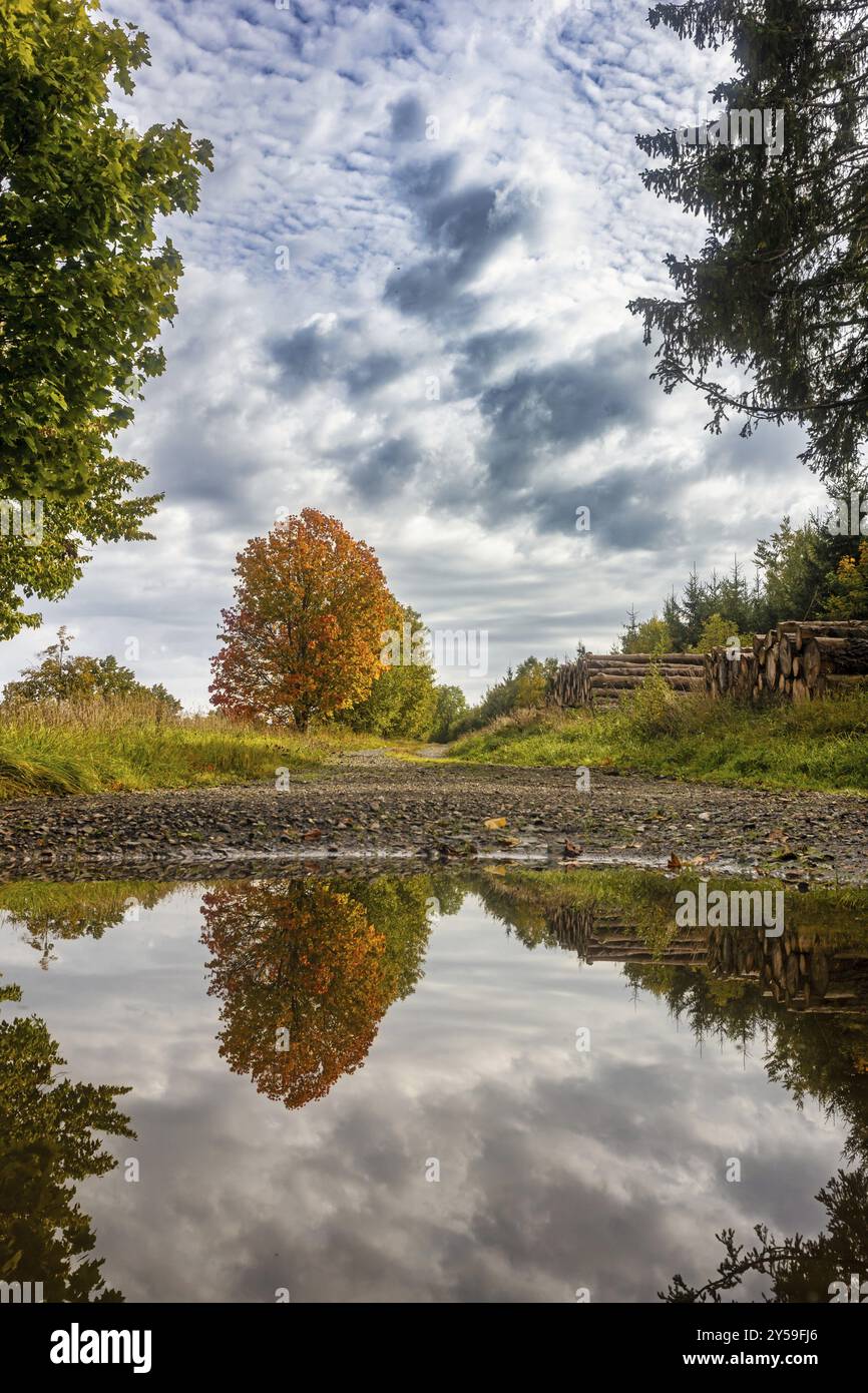 Puddle reflects tree hi-res stock photography and images - Alamy