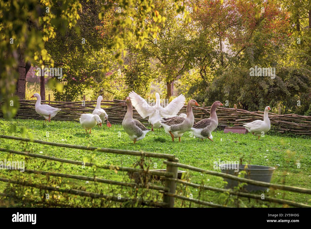 Goose In German Decor geese hi-res stock photography and images - Alamy