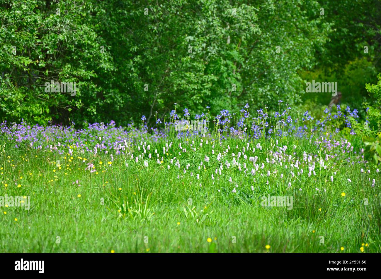 Mixed spring meadow flowers including bistorta and iris sibirica UK May ...
