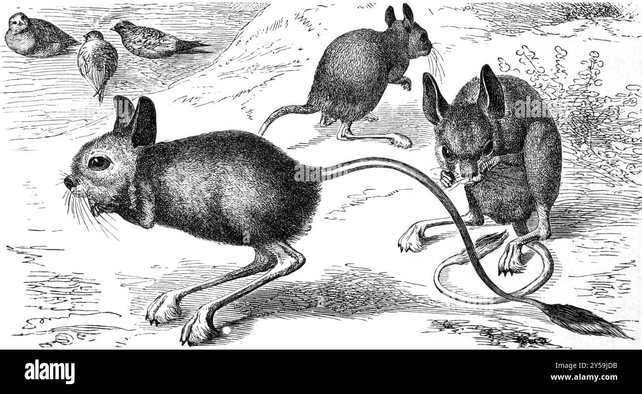  ♡ Jerboa Egyptian jerboa Black and White Stock Photos & Images - Alamy