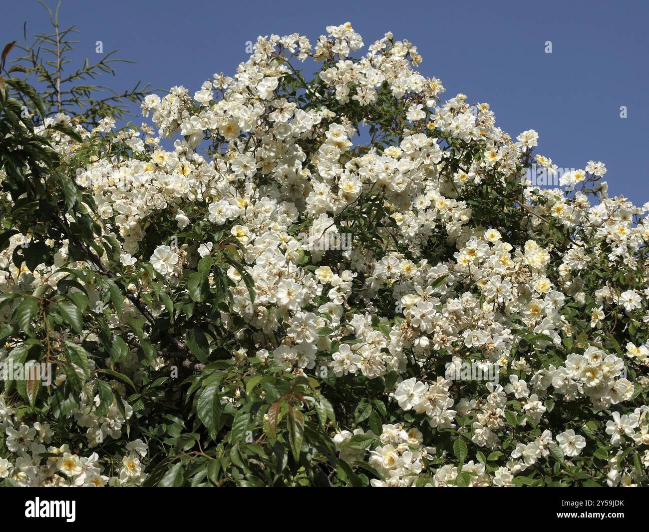 One rambler hi-res stock photography and images - Alamy