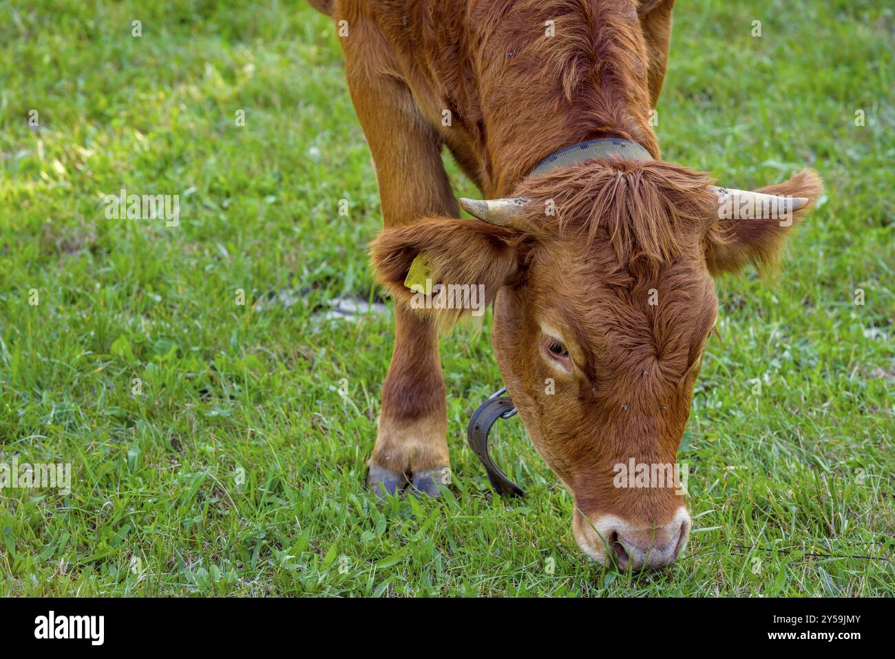 Close up with a brown calf head, while eating the green grass, inside a farm in south Germany Stock Photo