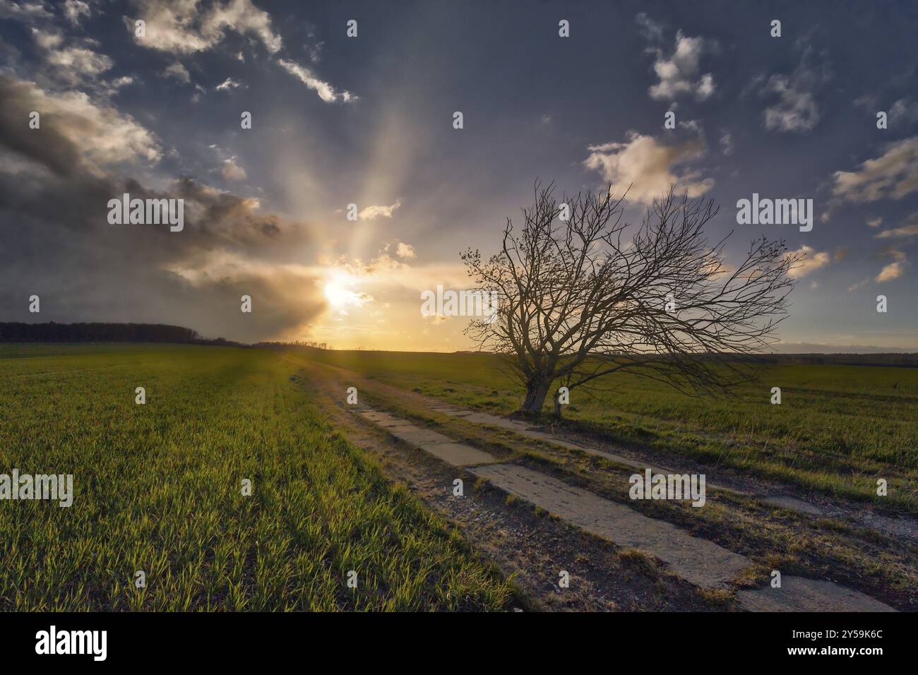 Field Field path with single tree and sunset Stock Photo - Alamy