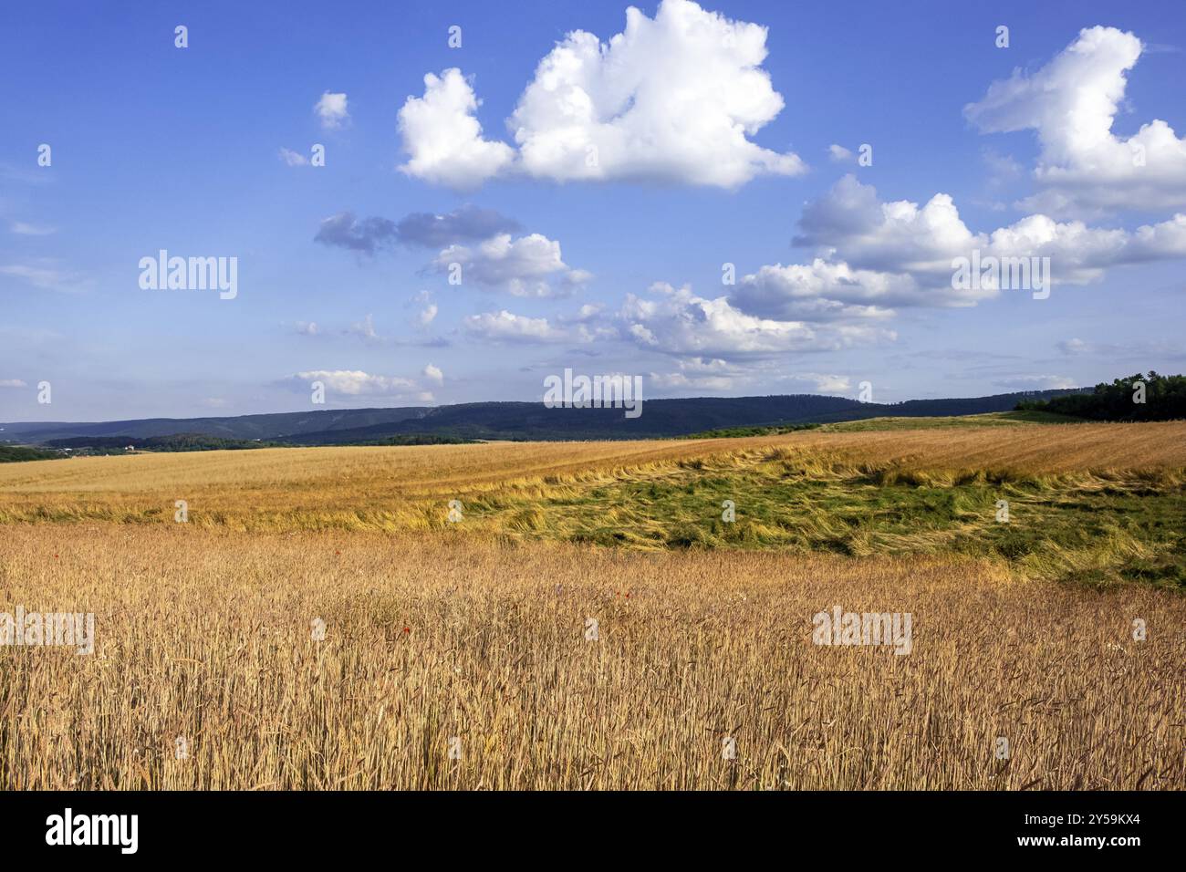 Grain field golden yellow Stock Photo - Alamy