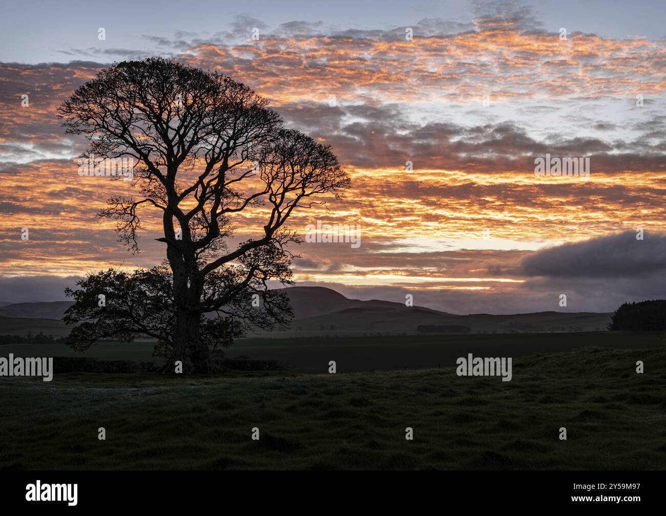 Sunrise silhouette of a tree hi-res stock photography and images - Alamy