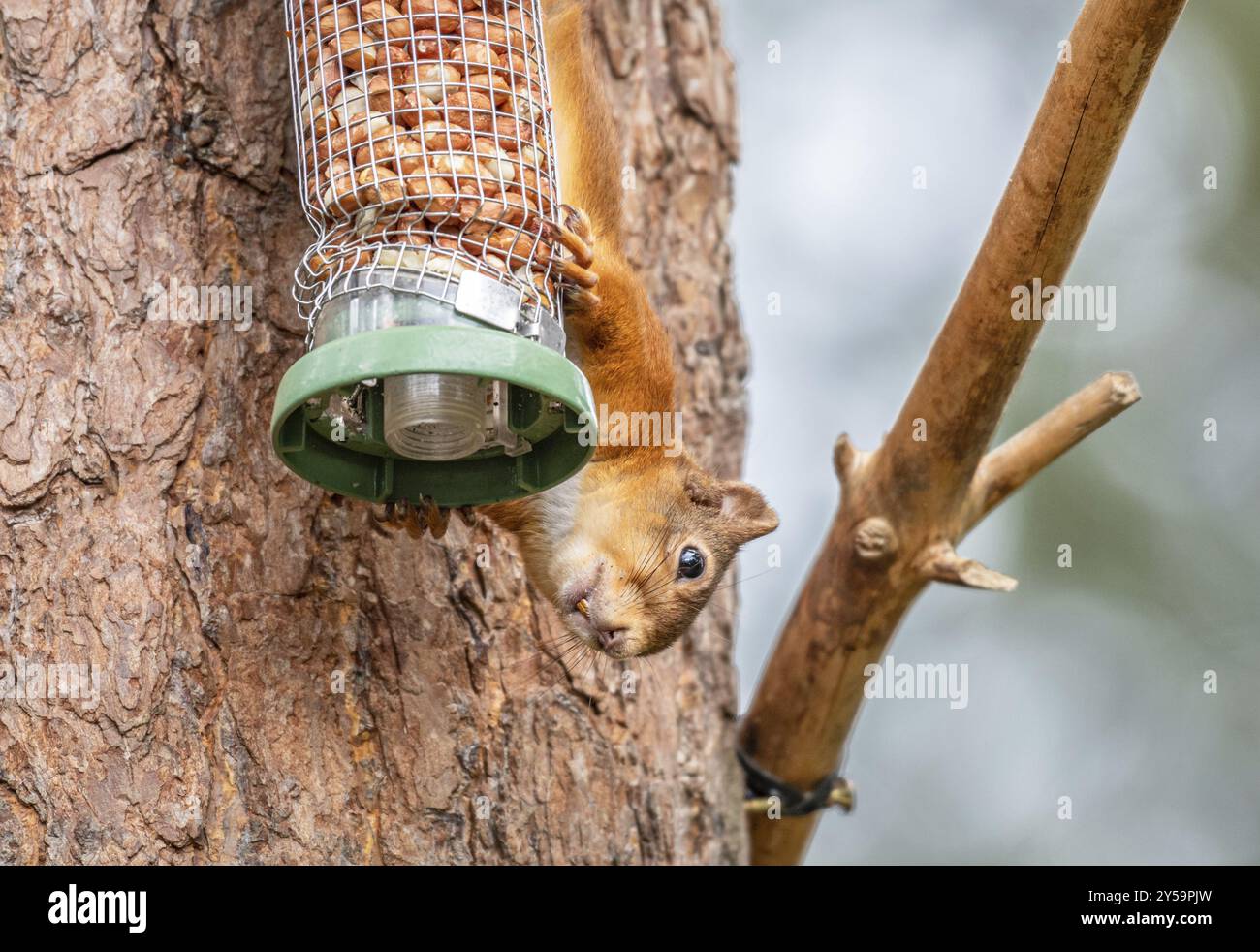 Red Squirrel on a peanut bird feeder Stock Photo