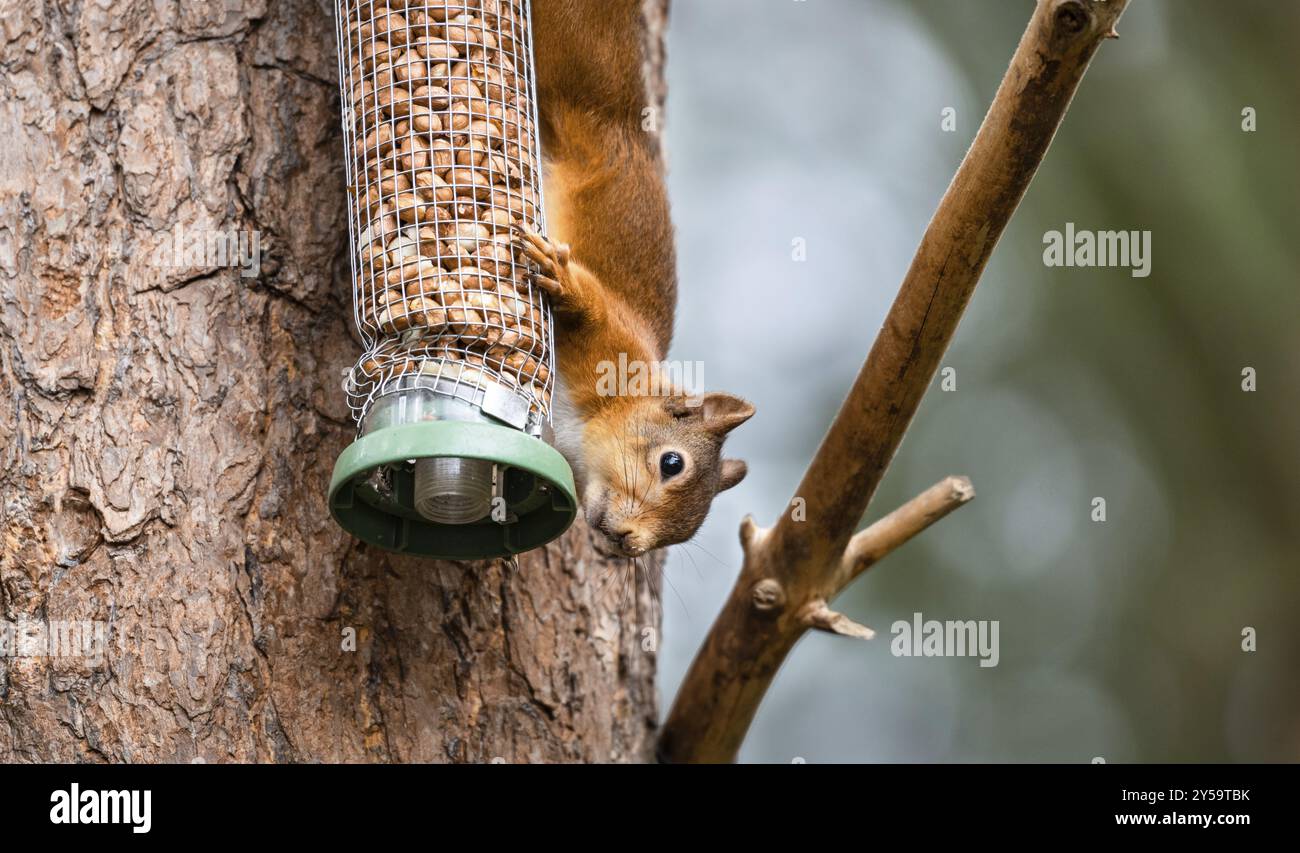 Red Squirrel on a peanut bird feeder Stock Photo