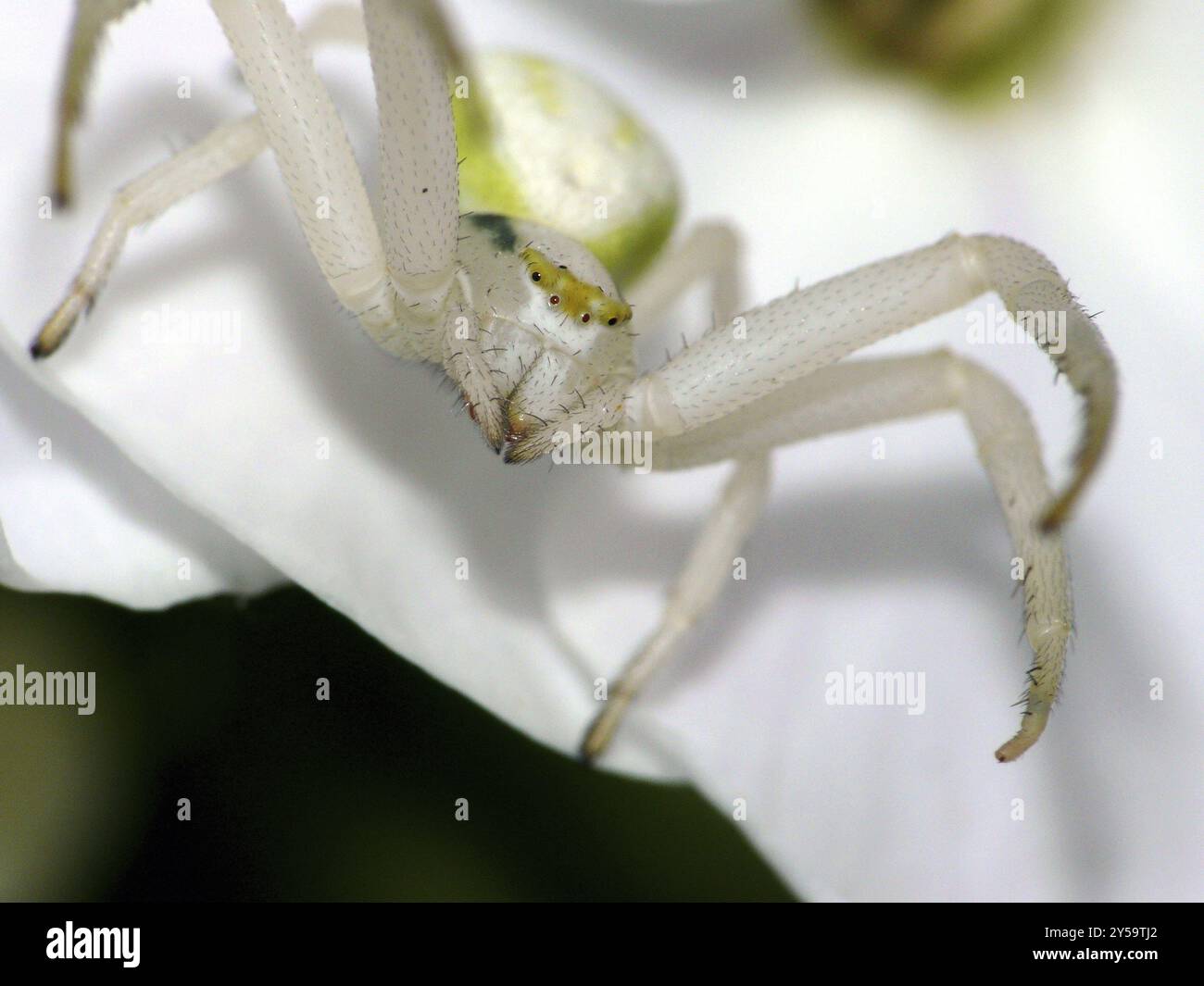 Goldenrod crab spider Stock Photo - Alamy