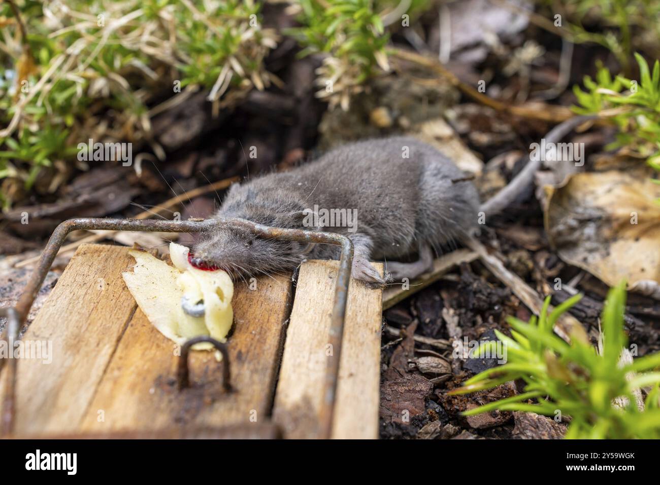 Mousetrap with mouse Stock Photo