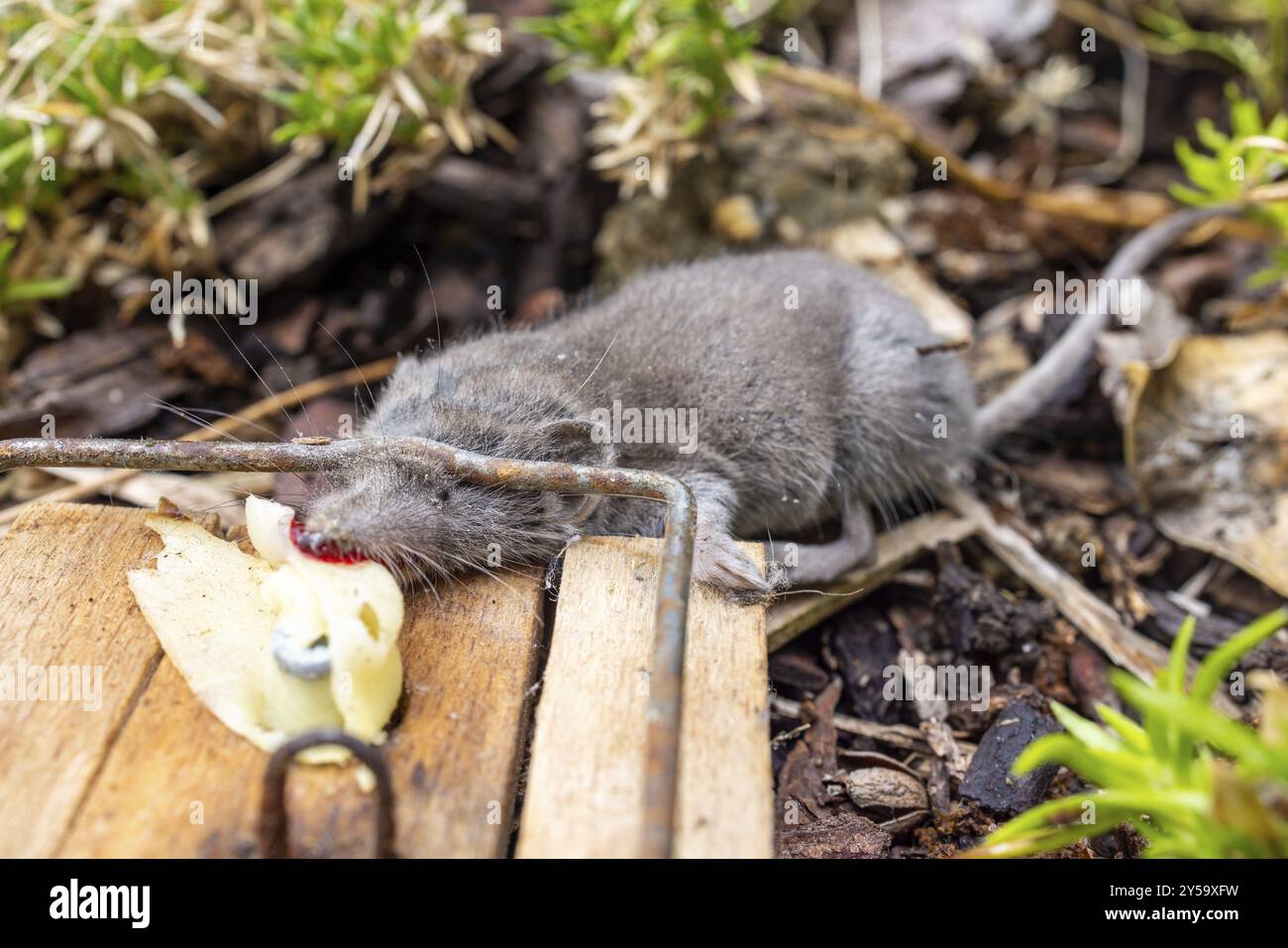 Mousetrap with mouse Stock Photo