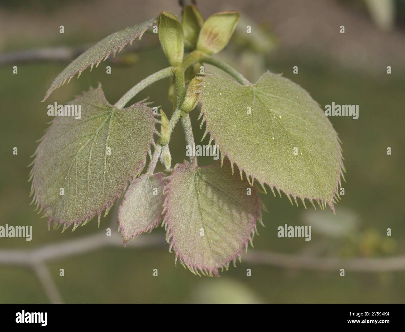 Open tilia hi-res stock photography and images - Alamy