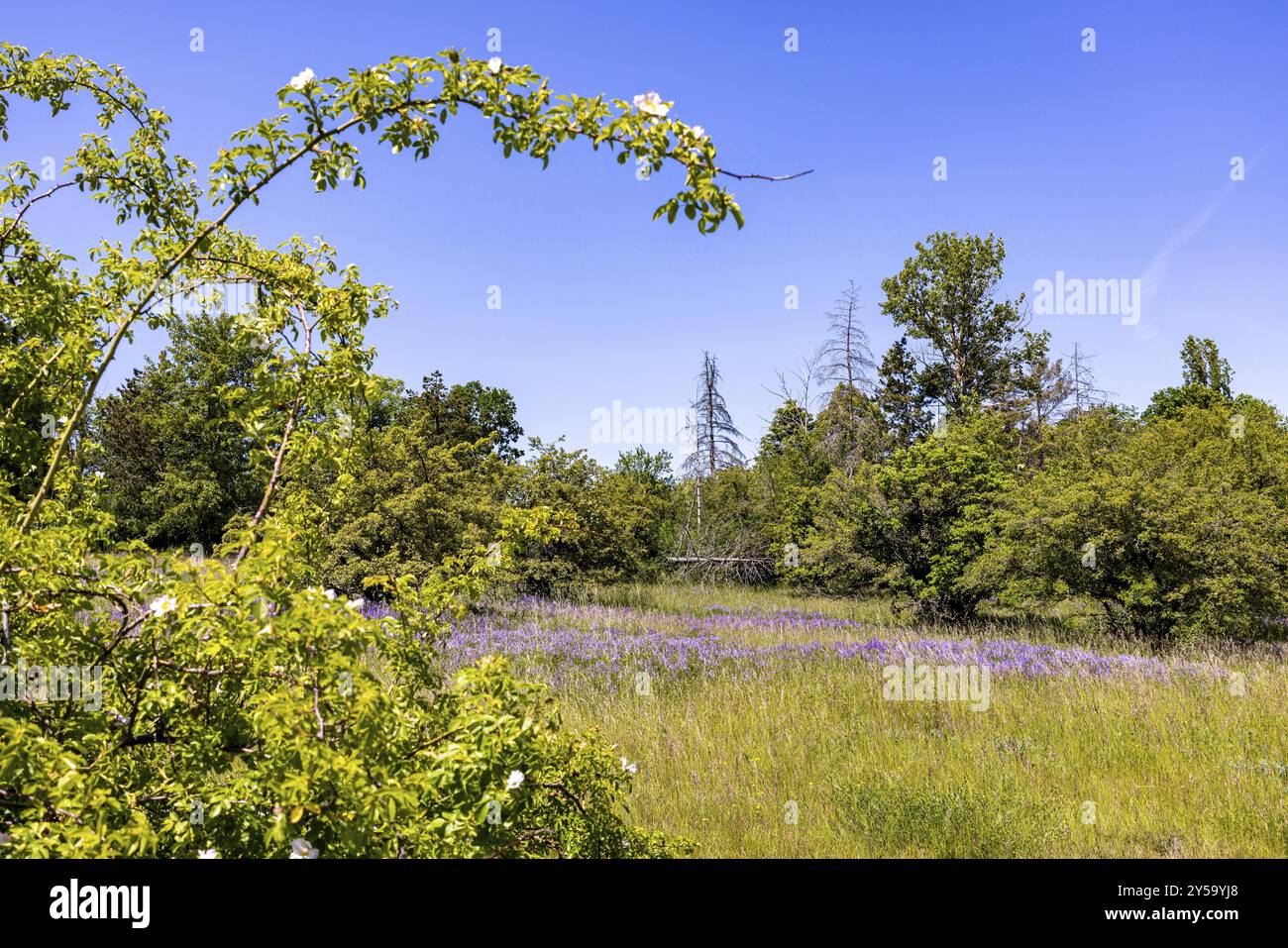 Landscape flowering meadow with trees Stock Photo - Alamy