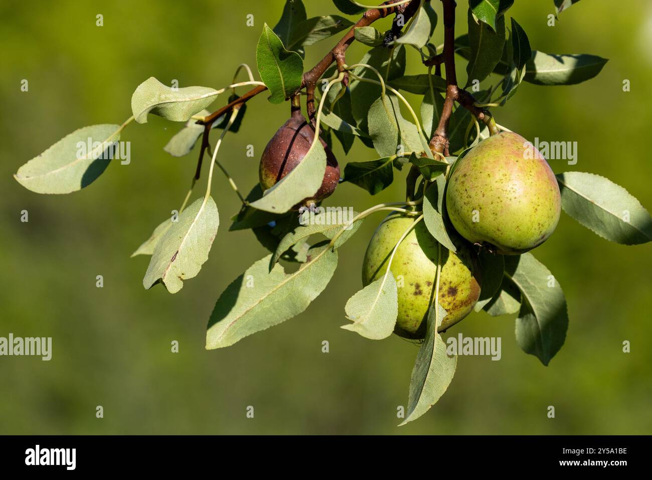 Green pears growing in sunshine Stock Photo
