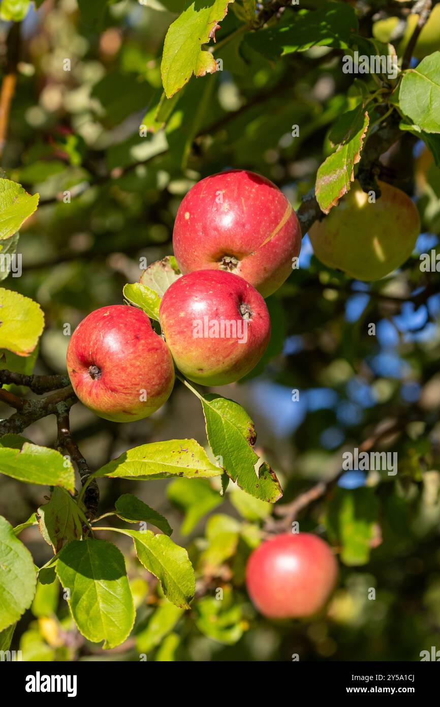 Red apples growing in sunshine Stock Photo - Alamy